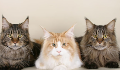 Why Maine Coons Are Still Trending